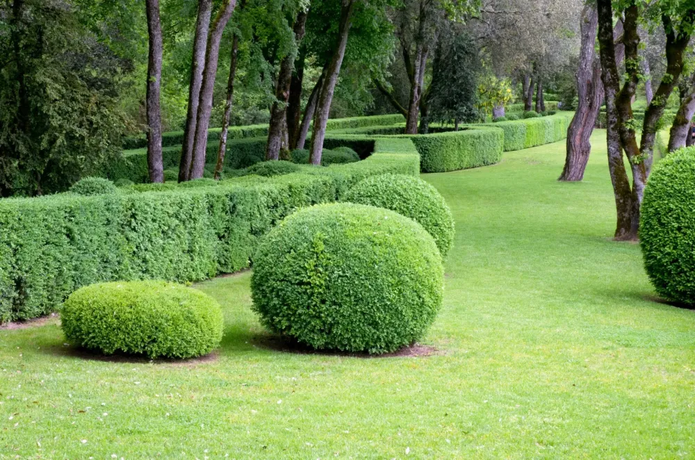 Taille d'arbuste